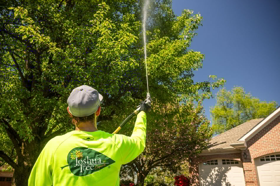 Identifying and Treating Common Tree Diseases A Homeowner's Guide